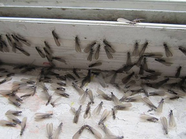 和顺白蚁预防中心什么是飞蚁？如何灭治飞蚁
