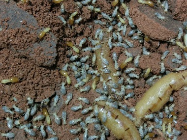 盐步灭治白蚁中心天花板上发现了白蚁应该怎么办