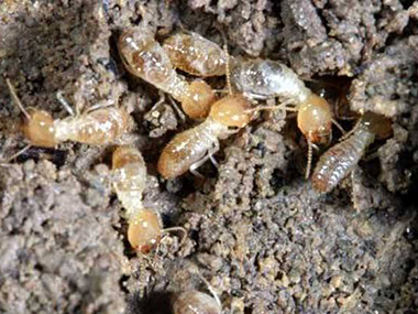 白蚁和蚂蚁有什么区别？禅城消杀白蚁找益伦