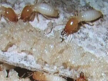 南海杀灭白蚁中心担心房子里的白蚁防治怎么办