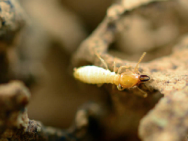 里水白蚁消杀中心两种常用灭白蚁方法