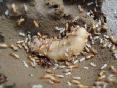桂城房屋白蚁防治站——白蚁的生活习性是什么
