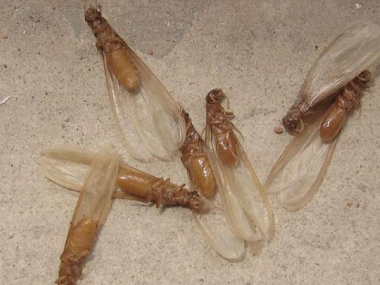 南海验收白蚁公司：有翅膀的蚂蚁是不是白蚁