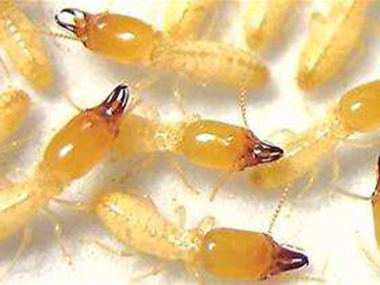 桂城验收白蚁机构生活中预防白蚁入侵的办法