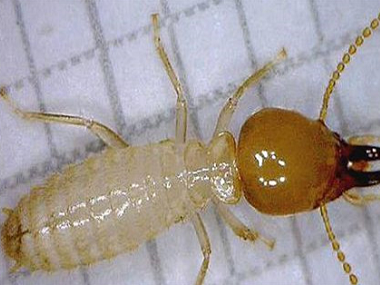 丹灶白蚁备案中心白蚁和蚂蚁一样吗？如何防治白蚁