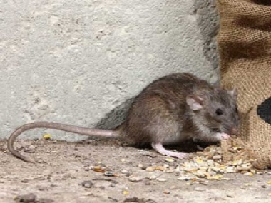 里水杀虫灭鼠公司预防老鼠进入室内的方法