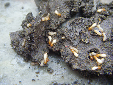 里水防治白蚁中心发现白蚁应该怎样灭白蚁