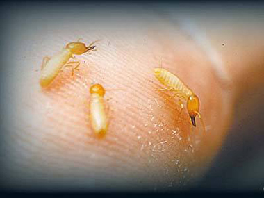 南海白蚁消杀站——白蚁的四大危害性
