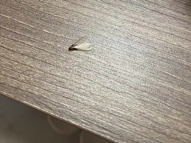 黄岐上门灭白蚁机构白蚁和蚂蚁的核心区别