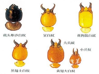 罗村验收白蚁公司——白蚁的寿命有多长