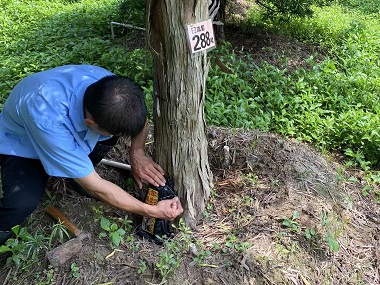 大沥验收白蚁所防治杉木白蚁的7个小妙招