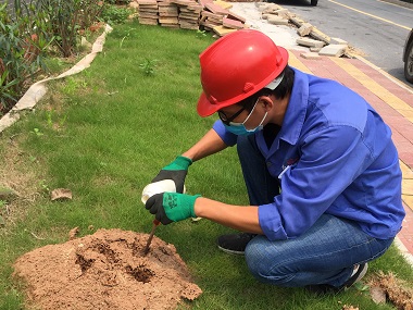 罗村红火蚁防控站轻松区分红火蚁与普通蚂蚁