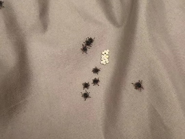 桂城除四害机构怎样才能消灭床上的臭虫